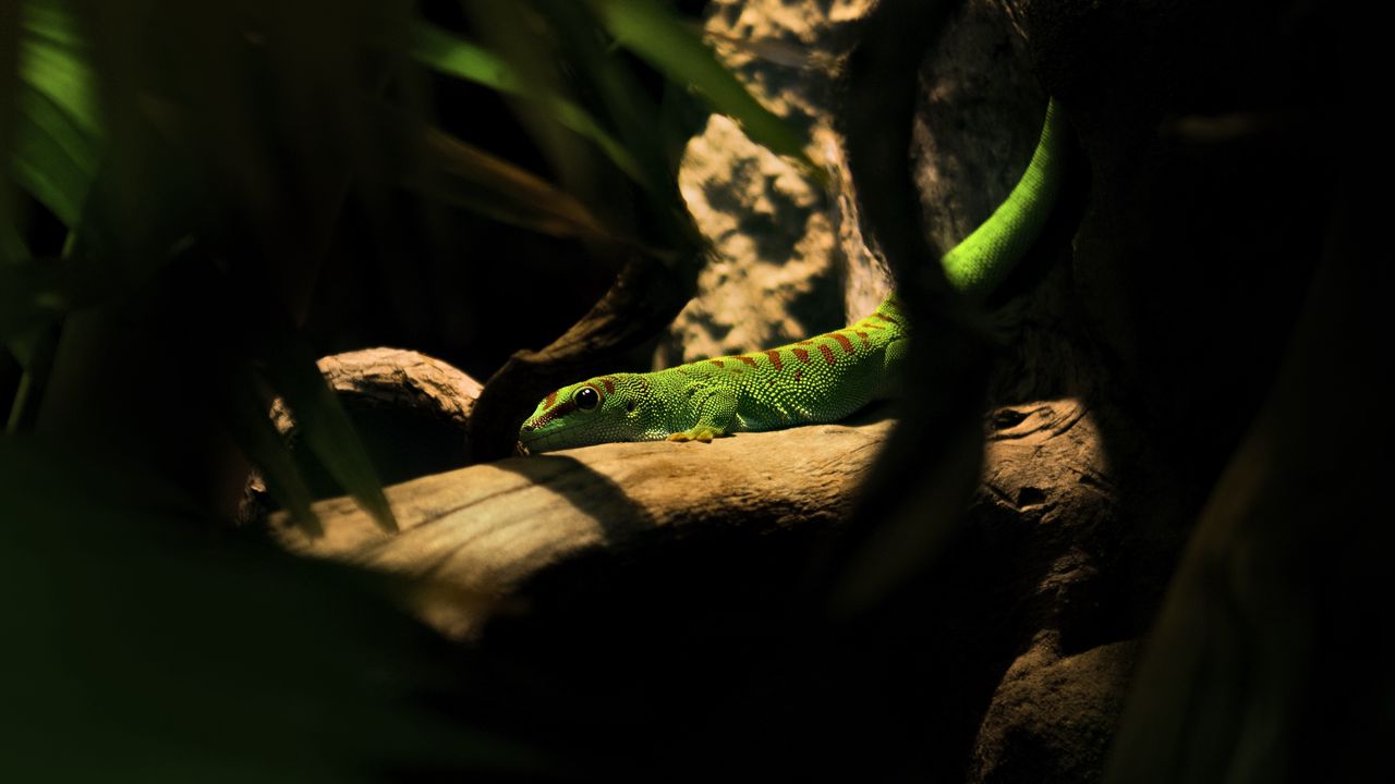 Wallpaper lizard, log, green, reptile