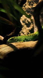 Preview wallpaper lizard, log, green, reptile