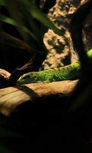 Preview wallpaper lizard, log, green, reptile