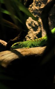 Preview wallpaper lizard, log, green, reptile