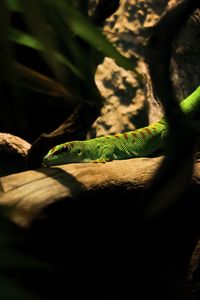 Preview wallpaper lizard, log, green, reptile