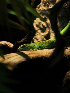 Preview wallpaper lizard, log, green, reptile