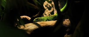 Preview wallpaper lizard, log, green, reptile