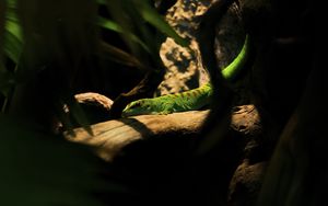 Preview wallpaper lizard, log, green, reptile