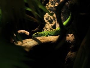 Preview wallpaper lizard, log, green, reptile