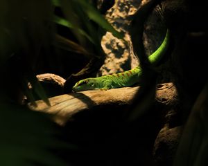 Preview wallpaper lizard, log, green, reptile