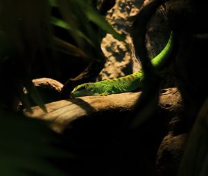 Preview wallpaper lizard, log, green, reptile