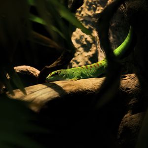 Preview wallpaper lizard, log, green, reptile