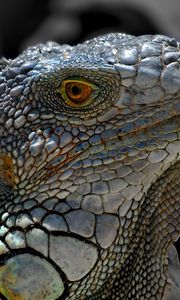 Preview wallpaper lizard, macro, reptile, iguana