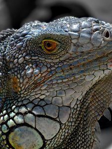 Preview wallpaper lizard, macro, reptile, iguana