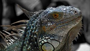 Preview wallpaper lizard, macro, reptile, iguana