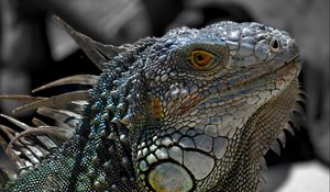 Preview wallpaper lizard, macro, reptile, iguana