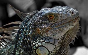 Preview wallpaper lizard, macro, reptile, iguana