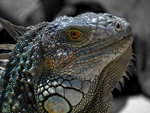 Preview wallpaper lizard, macro, reptile, iguana