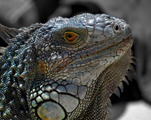 Preview wallpaper lizard, macro, reptile, iguana