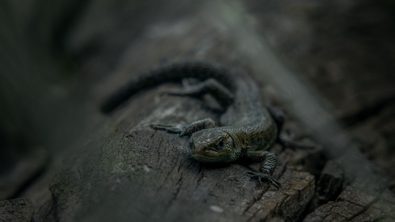 Wallpaper lizard, mimicry, reptile, stone