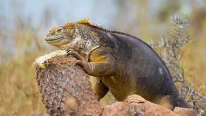 Preview wallpaper lizard, monitor lizard, claws, reptile