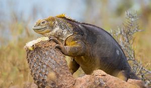 Preview wallpaper lizard, monitor lizard, claws, reptile