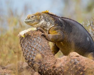 Preview wallpaper lizard, monitor lizard, claws, reptile