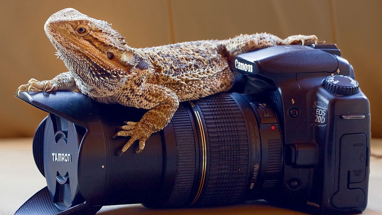 Wallpaper lizard, monitor lizards, camera, lens