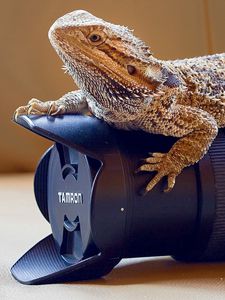 Preview wallpaper lizard, monitor lizards, camera, lens