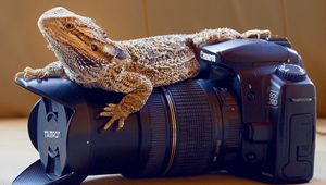 Preview wallpaper lizard, monitor lizards, camera, lens