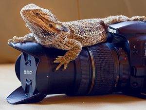 Preview wallpaper lizard, monitor lizards, camera, lens