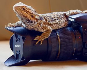 Preview wallpaper lizard, monitor lizards, camera, lens