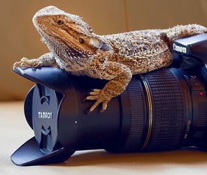 Preview wallpaper lizard, monitor lizards, camera, lens