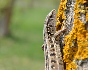 Preview wallpaper lizard, moss, tree