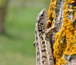Preview wallpaper lizard, moss, tree