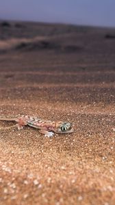 Preview wallpaper lizard, nature, background