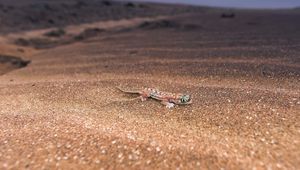 Preview wallpaper lizard, nature, background