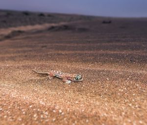 Preview wallpaper lizard, nature, background