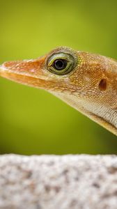 Preview wallpaper lizard, nature, close-up