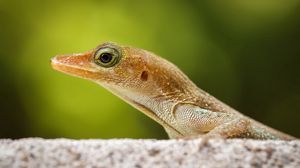Preview wallpaper lizard, nature, close-up