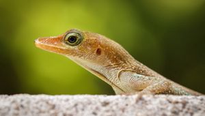 Preview wallpaper lizard, nature, close-up