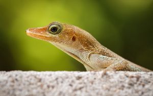 Preview wallpaper lizard, nature, close-up