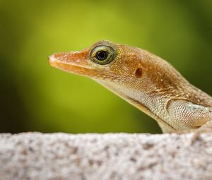 Preview wallpaper lizard, nature, close-up