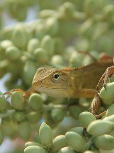 Preview wallpaper lizard, reptile, acorns, green