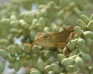 Preview wallpaper lizard, reptile, acorns, green