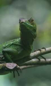 Preview wallpaper lizard, reptile, amphibian, green