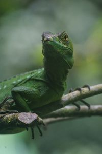 Preview wallpaper lizard, reptile, amphibian, green