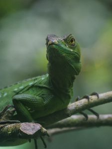 Preview wallpaper lizard, reptile, amphibian, green