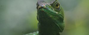 Preview wallpaper lizard, reptile, amphibian, green