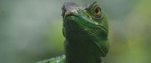 Preview wallpaper lizard, reptile, amphibian, green