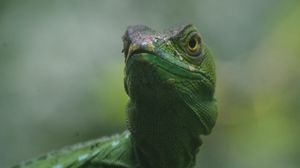 Preview wallpaper lizard, reptile, amphibian, green