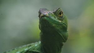 Preview wallpaper lizard, reptile, amphibian, green