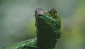 Preview wallpaper lizard, reptile, amphibian, green