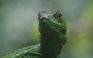 Preview wallpaper lizard, reptile, amphibian, green